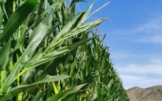 新实88玉米种子简介，注意防治弯孢菌叶斑病