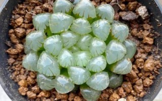 冰灯玉露的养殖方法，不适合放置在阳光下暴晒