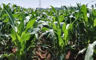 金银甜1号玉米品种的特性,每亩施尿素20公斤