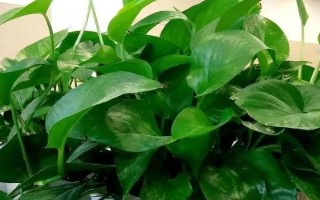 单叶片绿萝的繁殖方法，比较常见的是水培繁殖