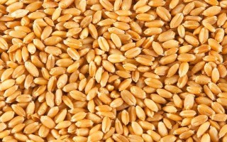 小麦出芽需多少积温，从播种至发芽出苗需要0℃以上的积温120℃