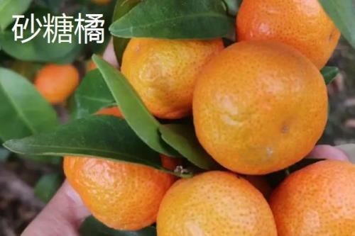 橘子的产地分布，主产于广东、湖南、四川、广西等省份