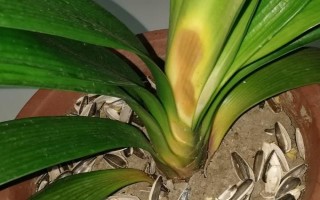 如何判断君子兰是否缺肥，缺磷时会出现花色暗淡、开花不良等情况