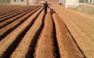 马鞭草如何种植，播种时间为4月下旬-5月上旬