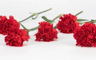 康乃馨的颜色，主要有红色、白色、粉红色等6种色彩