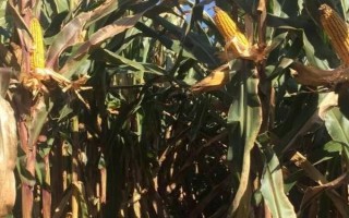 利禾5玉米品种简介，中抗灰斑病