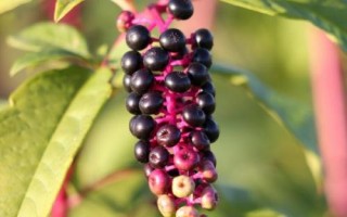 商陆的花语，寓意情意绵绵