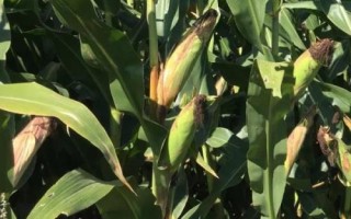 葫新909玉米种子介绍，中抗灰斑病