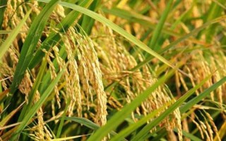E两优1453水稻品种的特性,全生育期134.0天