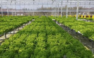 温室蔬菜停滞不长的原因，有可能是因为地温不足