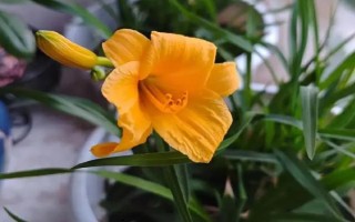 忘忧草是不是黄花菜,二者是一种植物