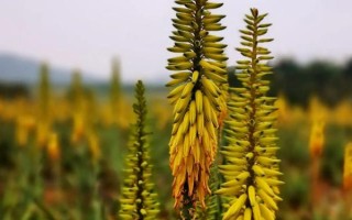 芦荟花如何养殖，在春秋冬三季为其提供全日照养护