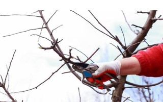 车厘子怎么种植,萌芽开花期、果实生长期都要追肥
