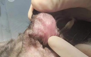 犬猫血肿临床症状，多见于软组织非开放性损伤