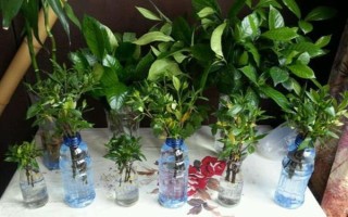 栀子花的水养方法,春秋季节每个星期换一次水