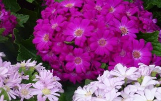 紫色非洲菊的花语,寓意互敬互爱、神秘等