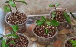 嫁接桂花的方法，将枝条插入砧木中并绑扎薄膜