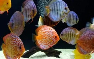 七彩神仙鱼需要开灯吗,室内光线并不充足的话则需要开灯补充光照