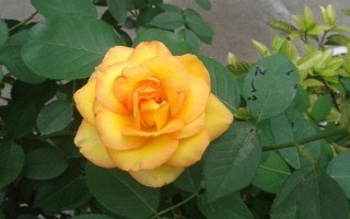 白色月季有什么花语,代表纯洁、父爱、希望