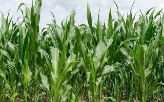 辽绿158玉米种子简介，放赤眼蜂防治玉米螟虫