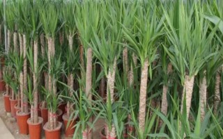 盆栽巴西木要注意什么，早春要更换盆土