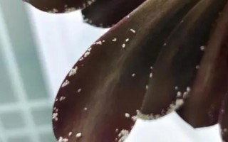 黑法师叶子掉光了还能不能活，发生在夏季的话就无须担心