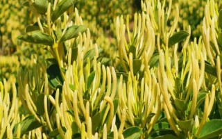 金银花什么时候采摘，在白蕾前期和白蕾期采摘为佳