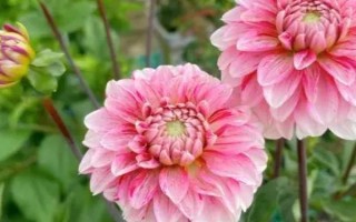 大丽花的开花时间，一般为5月份左右