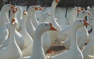 有哪些蛋鹅品种,包括太湖鹅、豁眼鹅、狮头鹅等种类