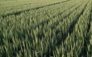 弘麦15-1小麦种简介,适宜播期为10月5日~15日