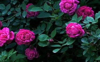 蔷薇花苗哪些品种比较常见，以下7种经常看到