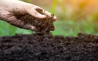 九月菊如何养殖，在生长期间需要充足的光照