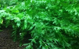 凤尾蕨水草好不好养，抗逆性强比较容易养护