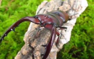 圣甲虫有什么特点，身形为椭圆形且以动物粪便为食