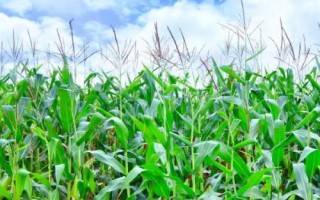 金科丰11玉米种子特点，注意防治丝黑穗病