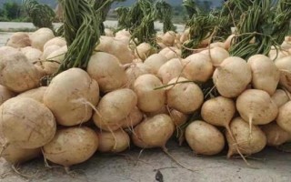凉薯是什么植物,是草质缠绕藤本植物
