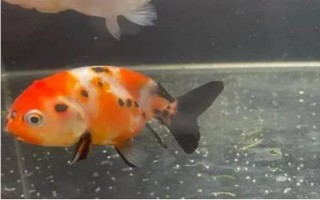 金鱼排卵了如何处理，放入繁殖缸内让它生产