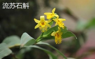 种植石斛的条件,温暖湿润、阳光充足、土质疏松的地方适合种植