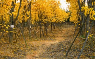 风铃木的寓意，花语是感谢