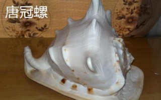 鹦鹉螺是海螺吗，是头足纲软体动物不是海螺