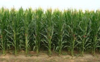 富尔116玉米种子简介，亩种植密度4500株