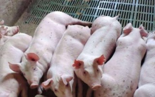 三元母猪的留种方法,需选择背宽体阔、四肢健壮的个体作为留种对象