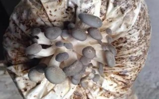 平菇菌棒生长缓慢怎么办，选择合适的菌种是有效措施