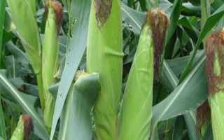 滑玉127玉米种子特点，中等肥力以上地块栽培