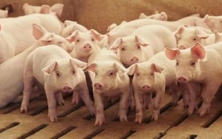 瘦肉型猪和肥肉型猪的区别,瘦肉型猪的身体呈流线型