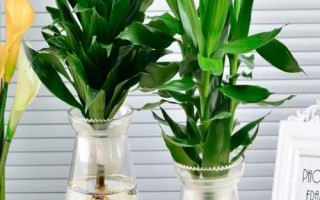 富贵竹的养殖方法，应养在散光或者半阴的环境中