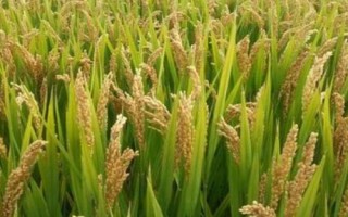 荃优111水稻种简介,三系杂交中籼稻品种