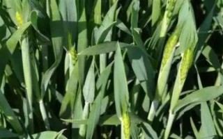 乐土轮选103小麦品种简介，该品种为冬性中熟品种