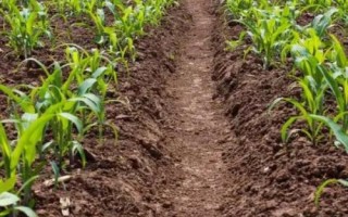 荃科玉900玉米种简介，中抗纹枯病