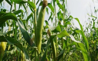 鑫海985玉米种子特征特性,种植密度不宜过大